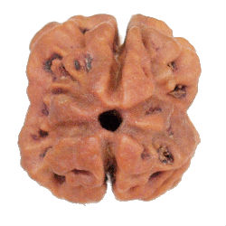 2 Mukhi