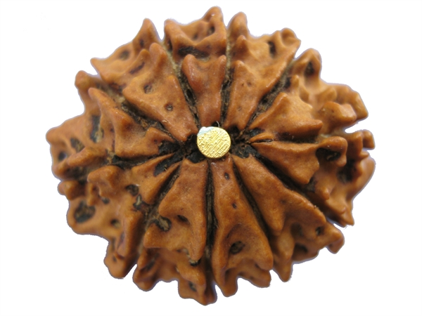 10 Mukhi