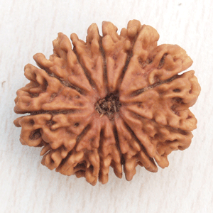 11 Mukhi