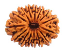 15 Mukhi