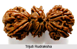 Trijuti Rudraksha